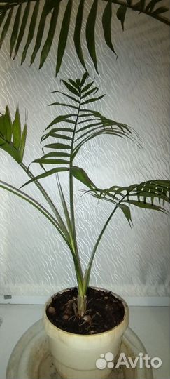 Хамедорея пальма