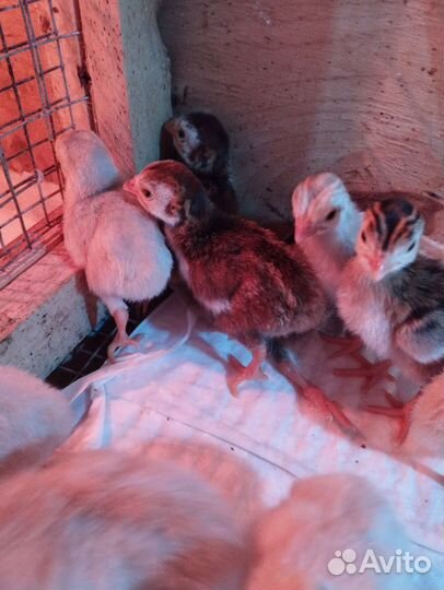 Инкубационное яйцо цесарки, цесарята