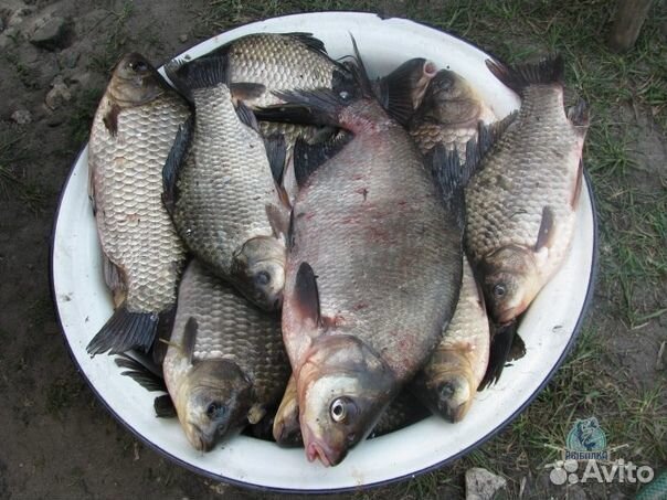 Лещ свежий