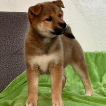 Щенки сиба ину (shiba inu)