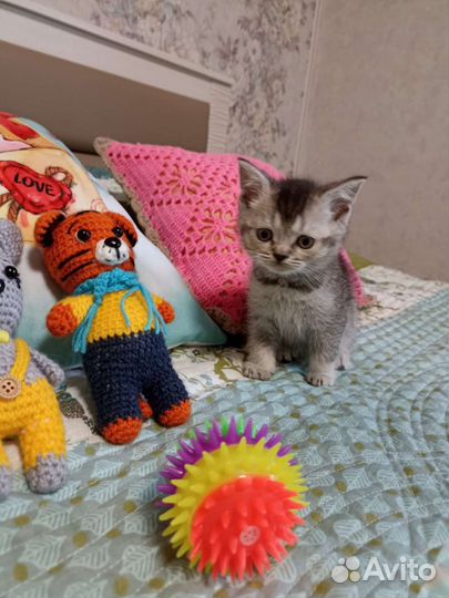 Шотландская порода