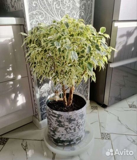 Фикусы разных сортов