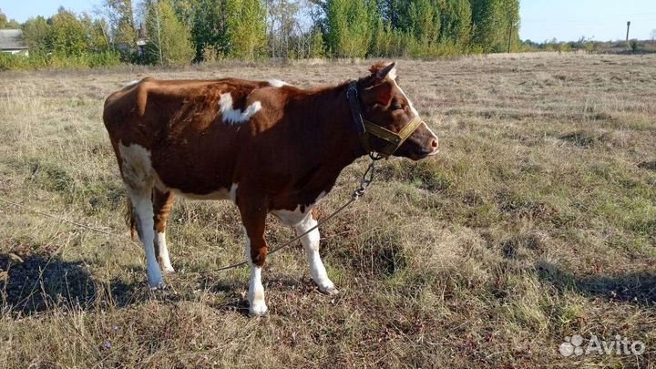 Телка 1 год