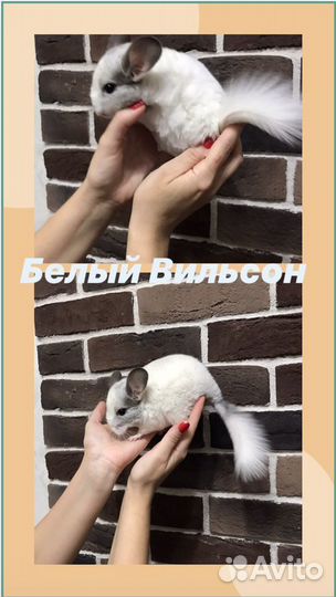 Продам Шиншиллу