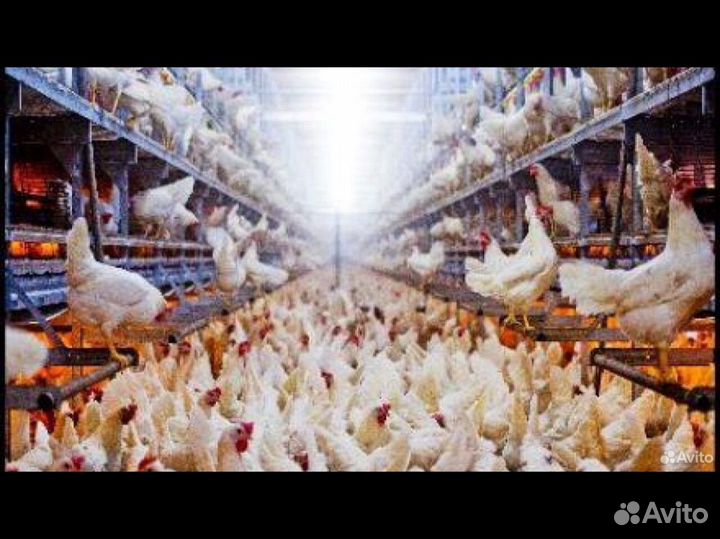 Куры молодки