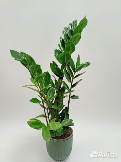 Замиокулькас 67 см