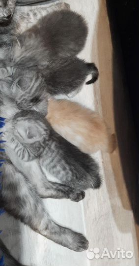Котята в добрые руки