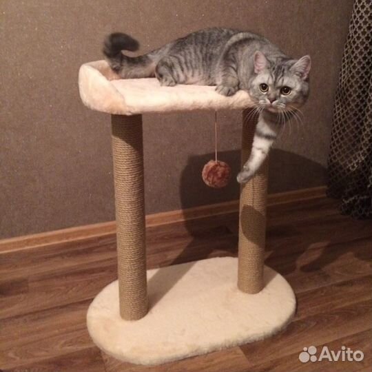 Когтеточка 