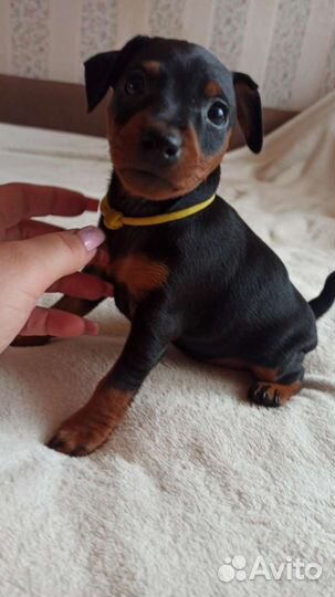 Щенки цвергпинчера