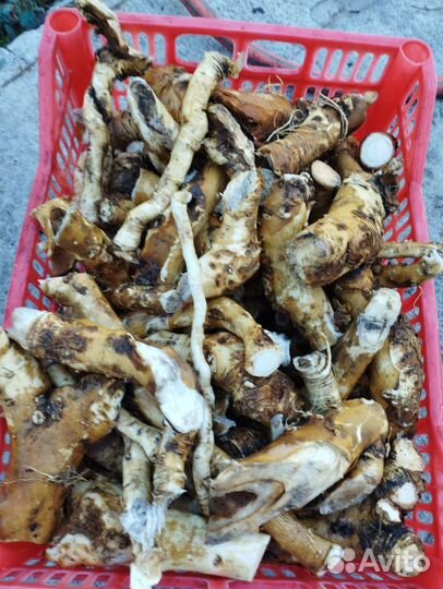 Хрен, помидоры, кабачки