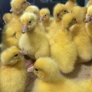 Суточные и подрощенные Гусята Линда и Крупно Серые