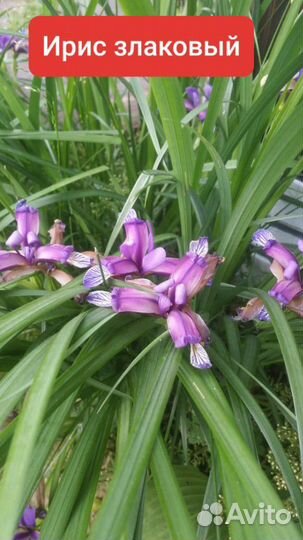 Рассада Папоротник Ирис Флоксы Почвопокровные Тимь