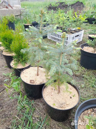 Саженцы деревьев