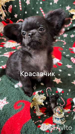 Малыши чихуахуа