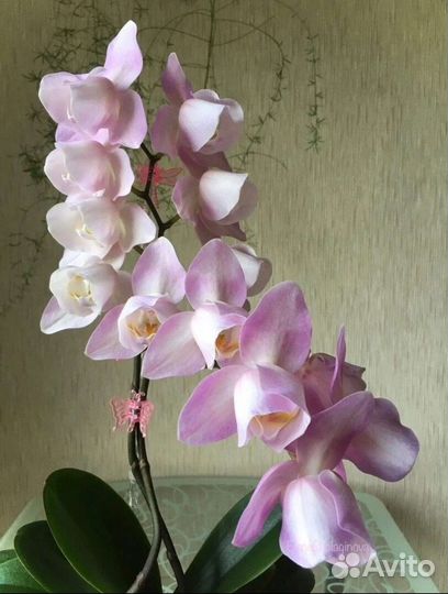 Орхидея Phal. Силькион
