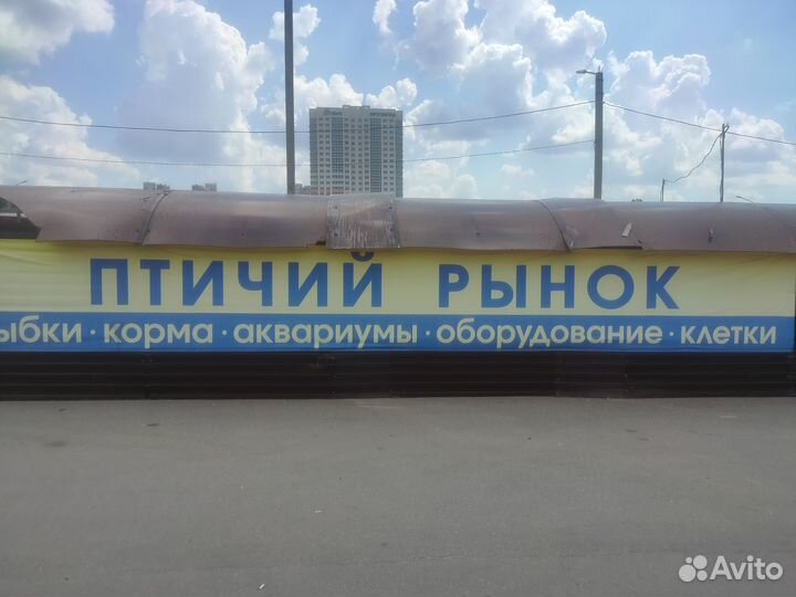 Рыбки, корма, аквариумы, клетки