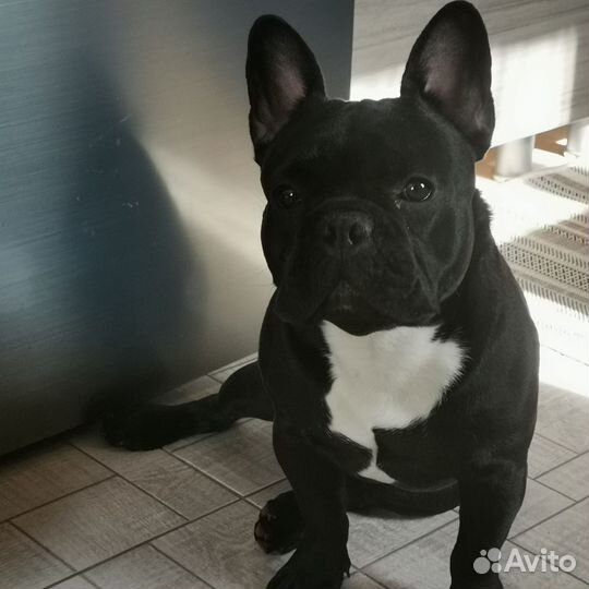 Французский бульдог кобель вязка
