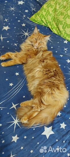 Кошки мейн-кун