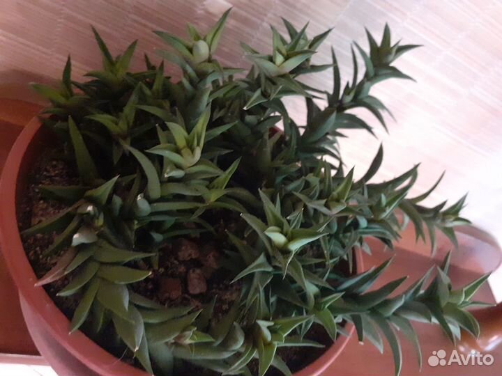 Хавортия извилистая