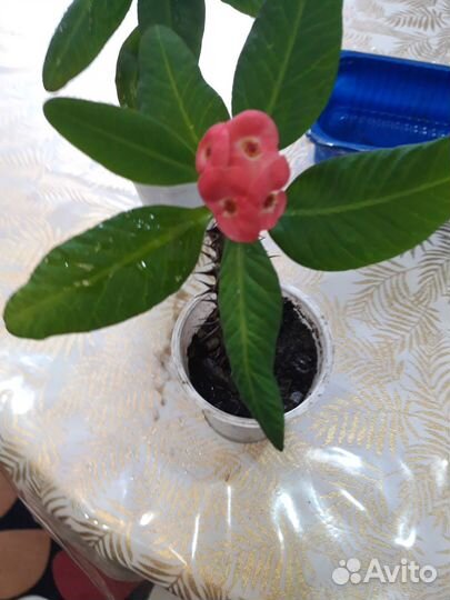 Терновый венец Молочай Миля