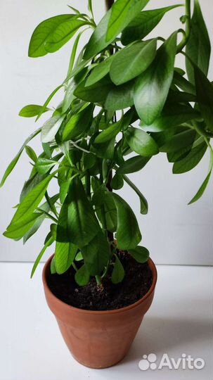 Синадениум