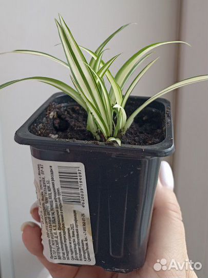 Хлорофитум