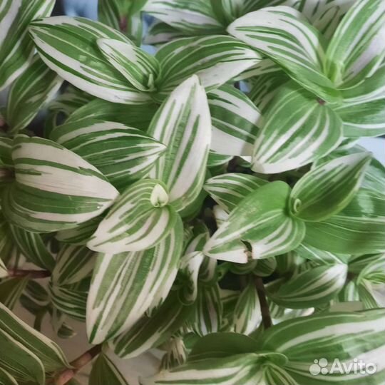 Традесканция комнатные цветы