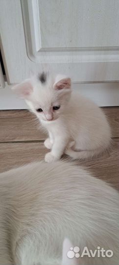 Котята турецкой ангоры