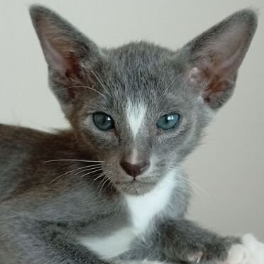 Петерболд котёнок