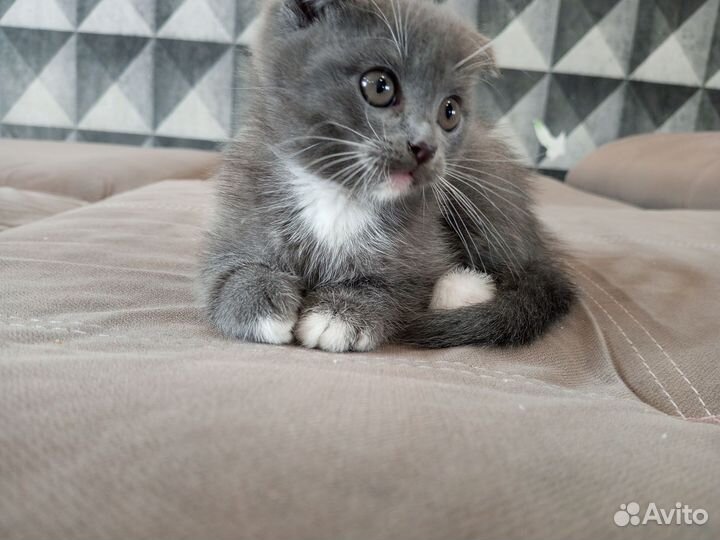 Шотландская