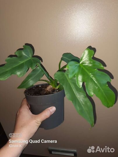 Филодендрон