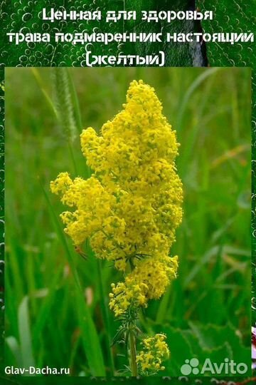 Подмаренник