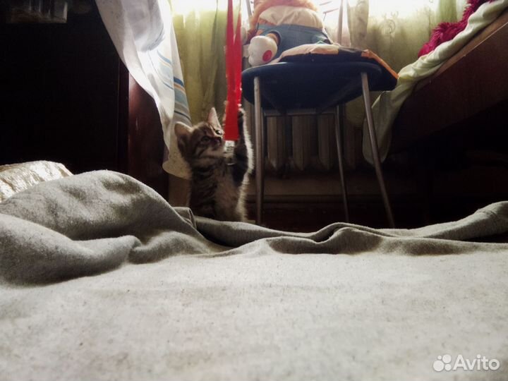 Кошка в дар бесплатно