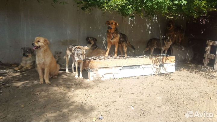 Молодые собачки в дар
