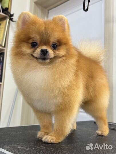 Грумер с выездом на дом