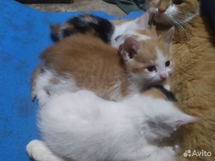 Котята в добрые руки бесплатно