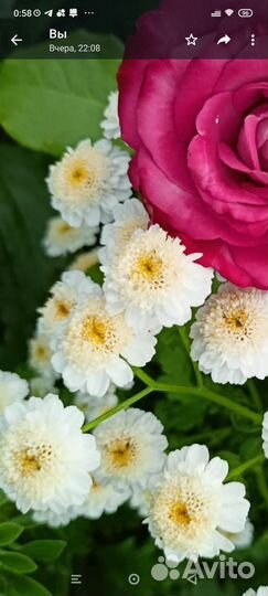 Матрикария