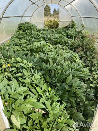 Батат рассада