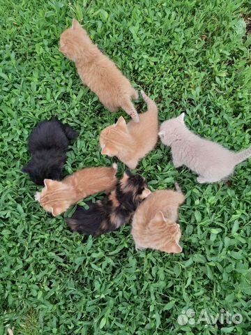 Котята в добрые руки бесплатно