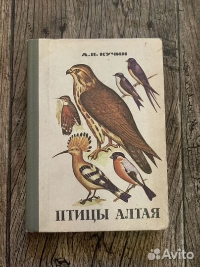 Книга Птицы Алтая А. Кучин