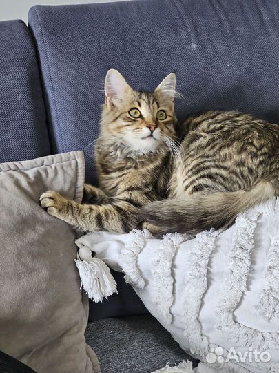 Мальчик в добрые руки