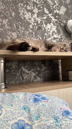 Кошка в дар бесплатно