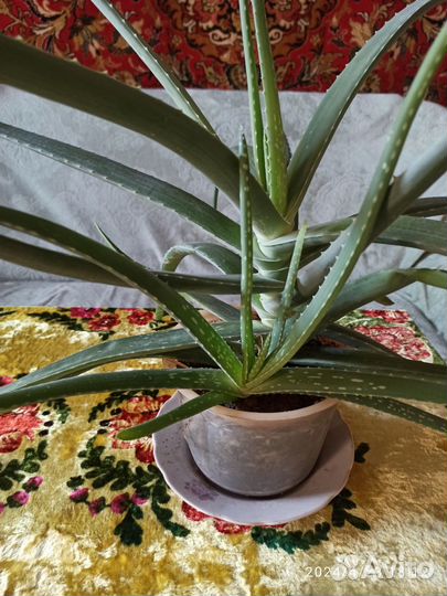 Продам алоэ