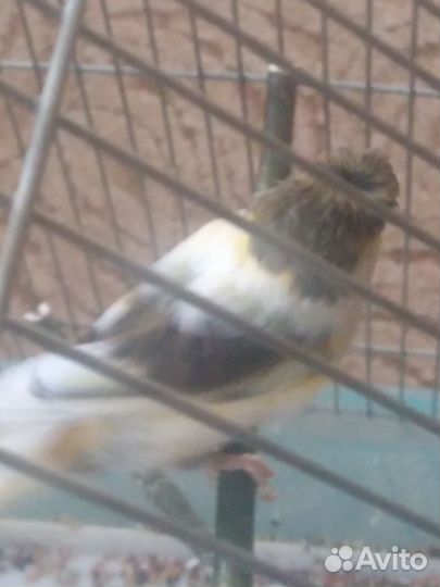 Канарейка самка 