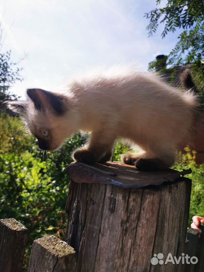 Котятки в добрые руки