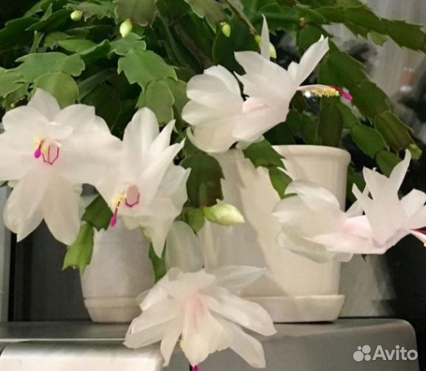 Цветы домашние