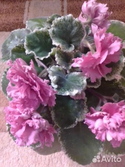 Сортовые фиалки