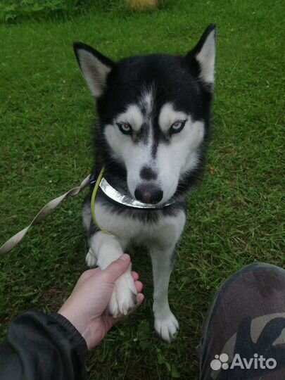 Выгул собак