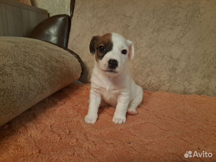 Щенки джек рассел терьер гладкошерстный