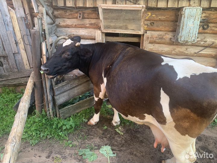 Продажа стельной коровы